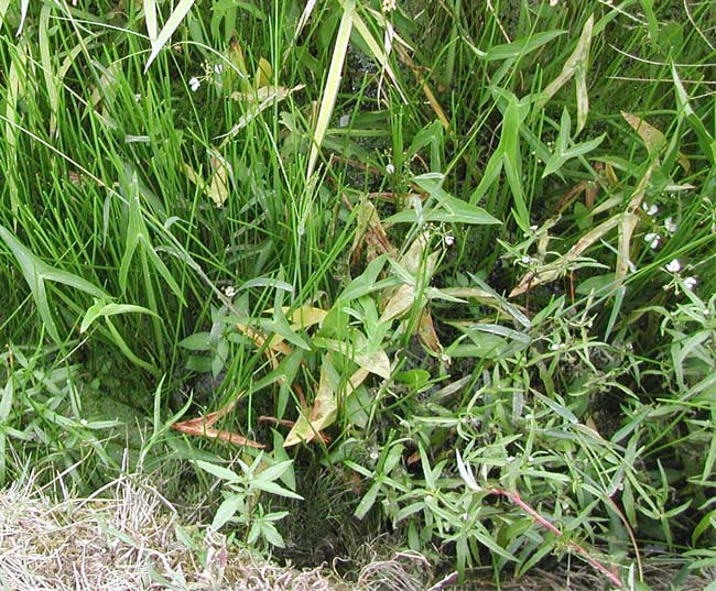 オモダカ 西宮の湿生 水生植物