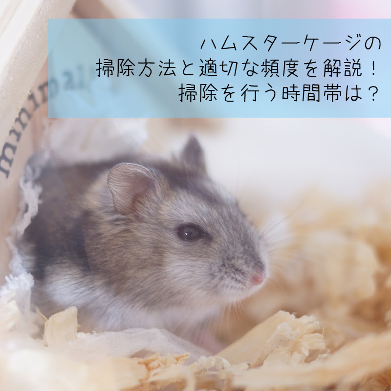 初心者も安心 ハムスターケージの掃除方法と適切な頻度を解説 掃除を行う時間帯は