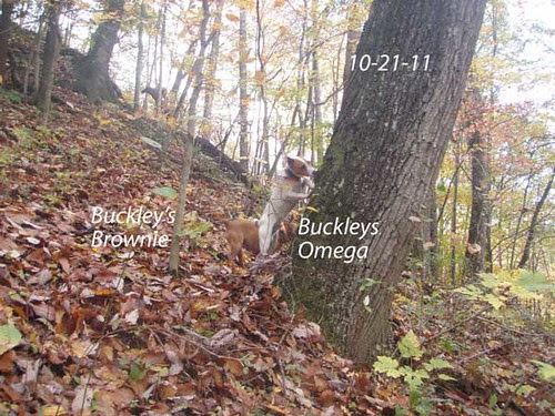 Brownie-omega-tg-2011 by lindakaybuckley