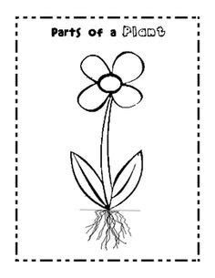  coloring page parts of a flower 255 crafter files