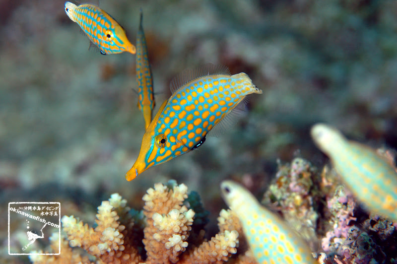 テングカワハギ 沖縄本島のダイビングで撮影した水中写真サイト Okinawanfish