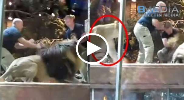 [VIDEO] Seorang Kakitangan Zoo Diserang Singa Jantan. Tiba² Muncul Singa Betina Yang Bertindak Untuk….