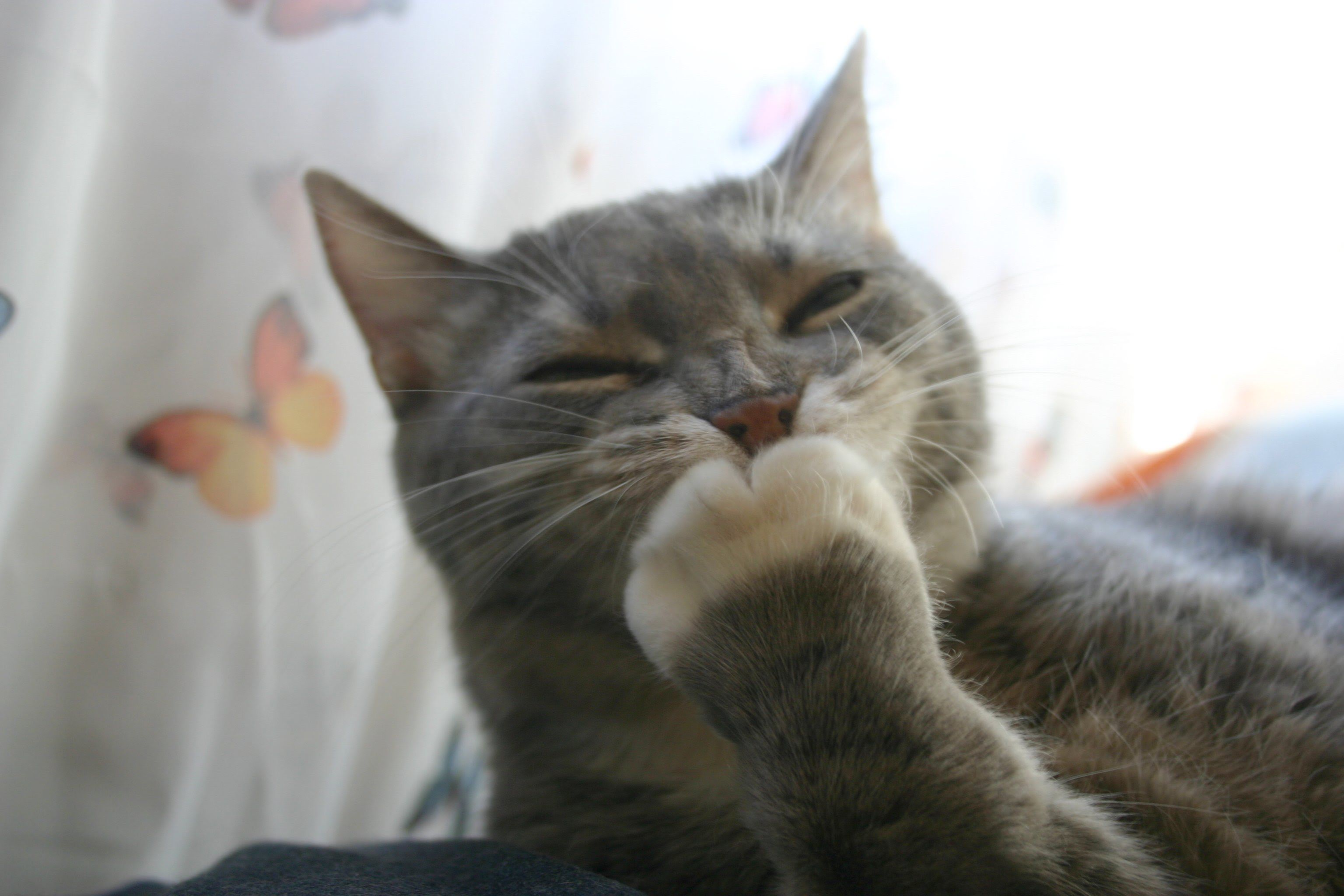 最も好ましい 笑える 猫 写真 フリー おもしろ 美しい芸術