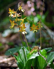 花 エビネ 5月27日の花と花言葉 エビネ 魅る魅るガーデニング
