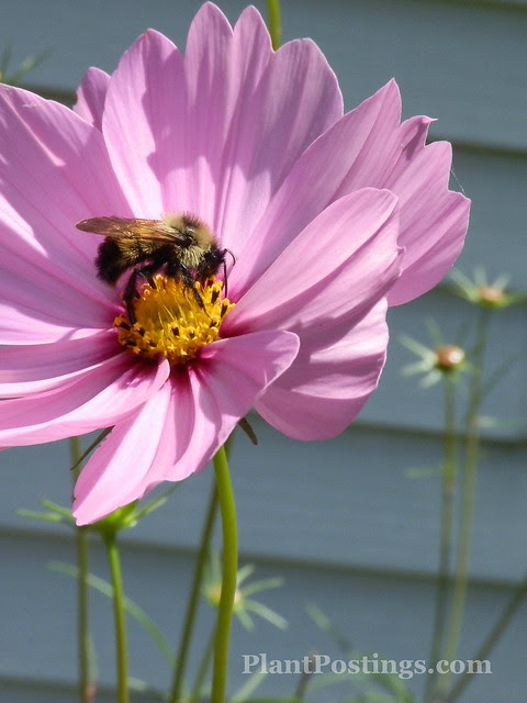 bumble3