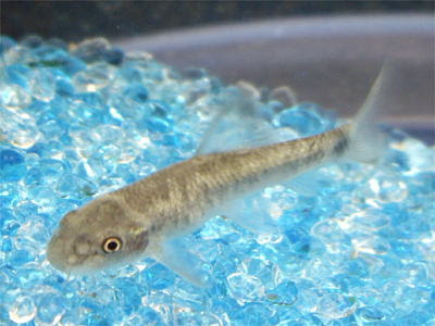 ドクターフィッシュ ガラ ルファ は効果あるの 飼育方法 値段は 生き物係 Ikimono Kakari