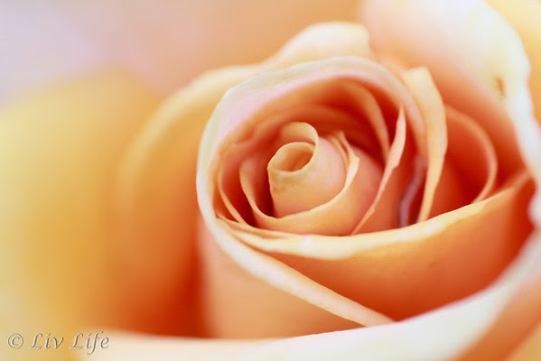 Rose Bud | Lensbaby Composer Pro with Macro Converter