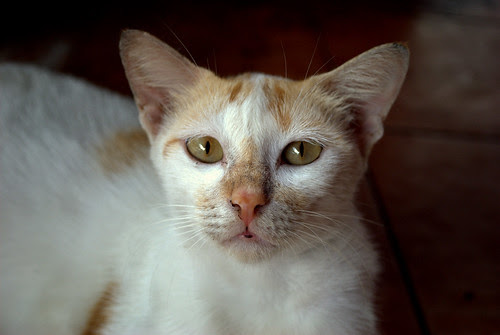 Stray cat-beggar