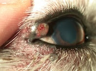 眼の縁にできものが マイボーム腺腫 神奈川県川崎市麻生区の動物病院 ハルどうぶつ病院 犬 猫のワクチン接種 健康診断 椎間板ヘルニア手術 眼の病気 内視鏡手術