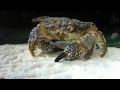 画像をダウンロード 日本 カニ 種類 298662-日本 カニ 種類 川