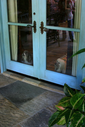 beware of dogs