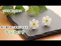 √無料でダウンロード！ ��ンカヨウ 花 言葉 自由 117533