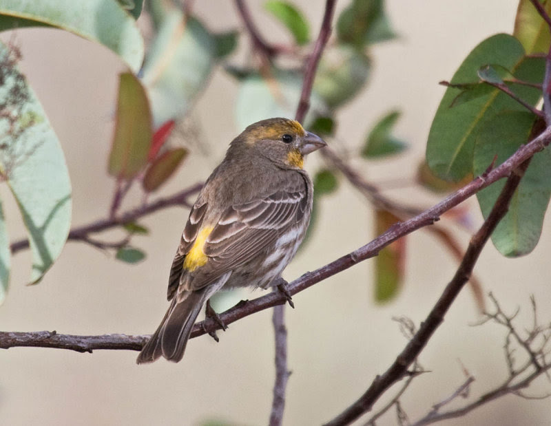 yellow House Finch yellow House Finch
