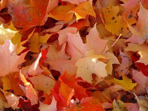 Autumn Leaves Fall Foliage