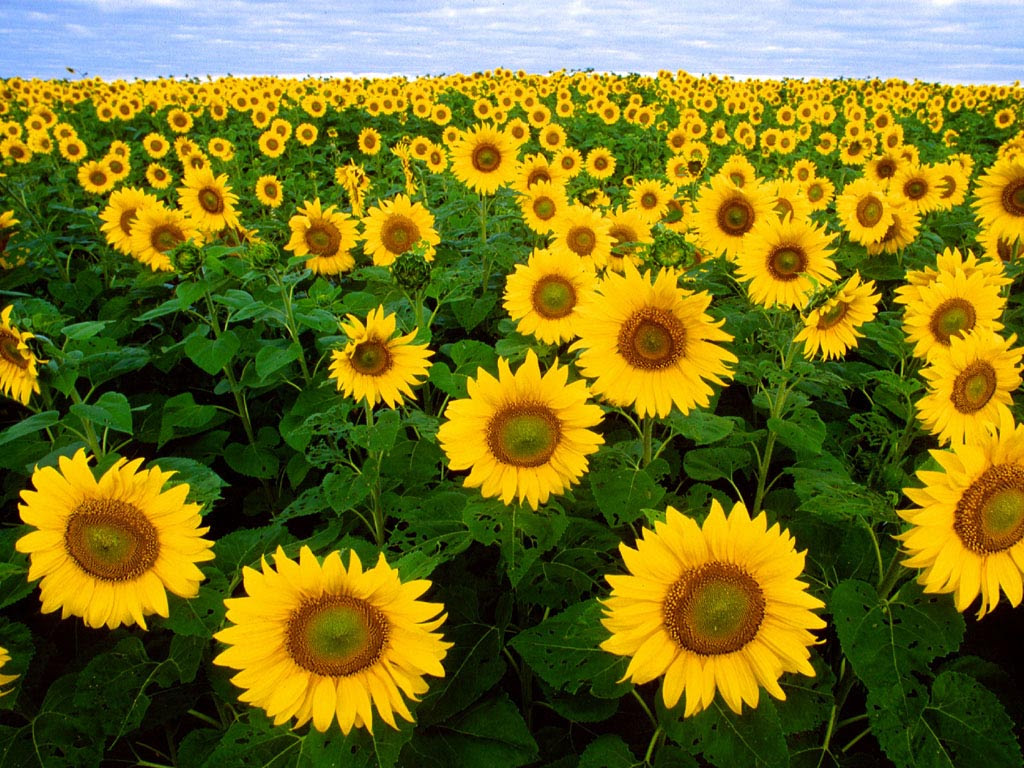 http://www.deskpicture.com/DPs/Nature/Flowers/sunflowerfield.jpg