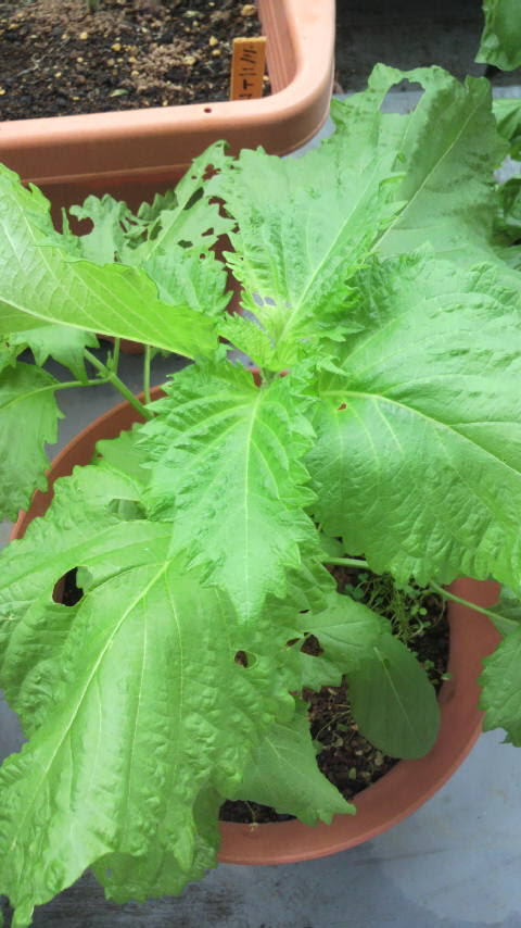 虫に大人気 Ein Kleiner Garten