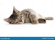 Populer 11+ Cute Cat Laying Down