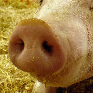 Animal Noses