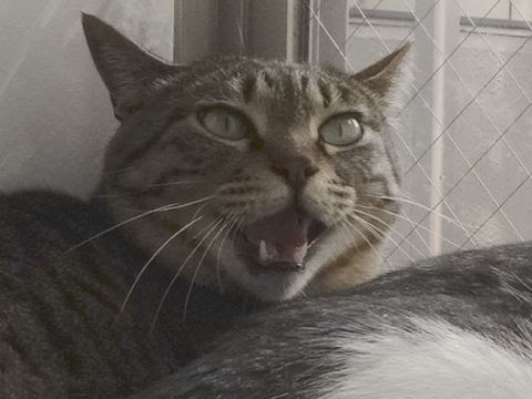 猫が口を開ける時 しっぽをあげて