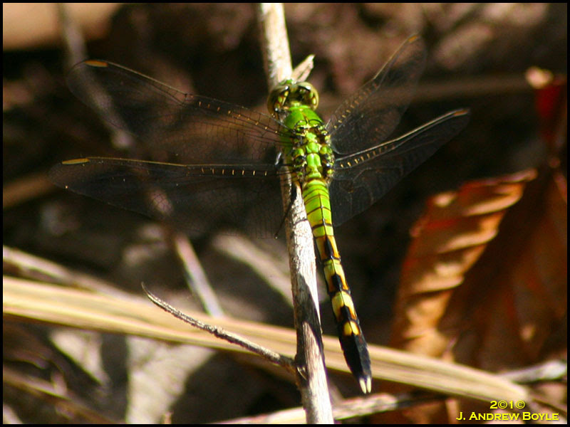 Dragonfly