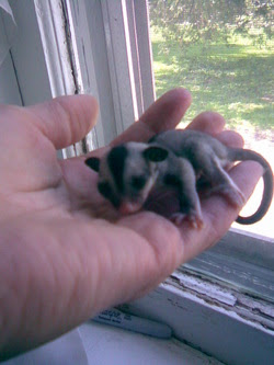 Sugar Gliders Exo Pets Exo Pets
