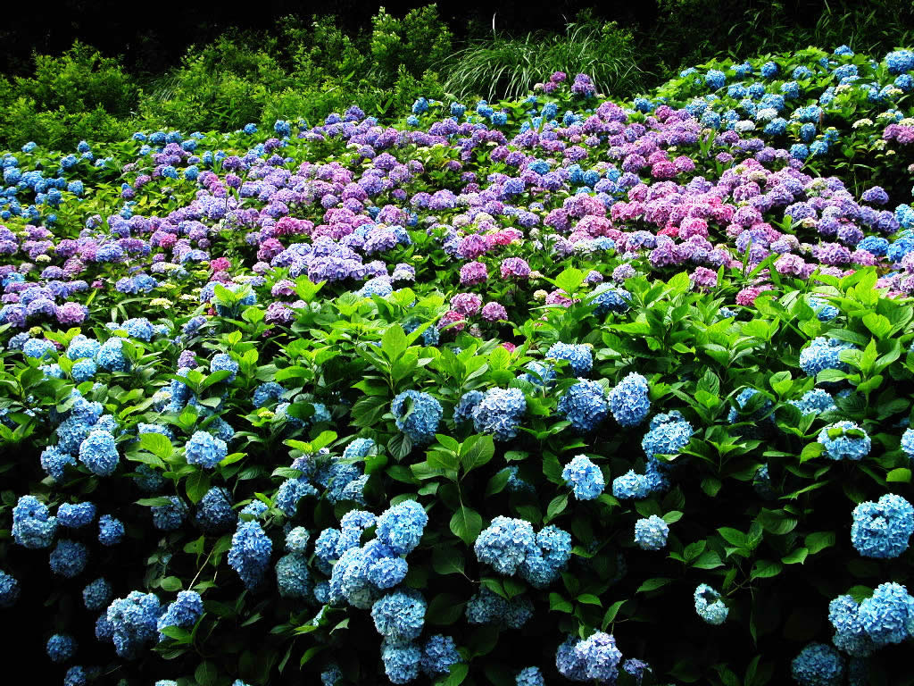 神戸森林植物園のあじさい見頃