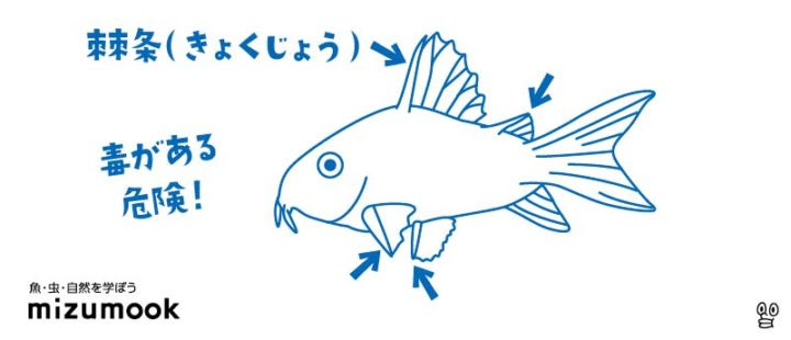 コリドラス ピグミーの飼い方 飼育 混泳 大きさ 繁殖 種類 ミズムック