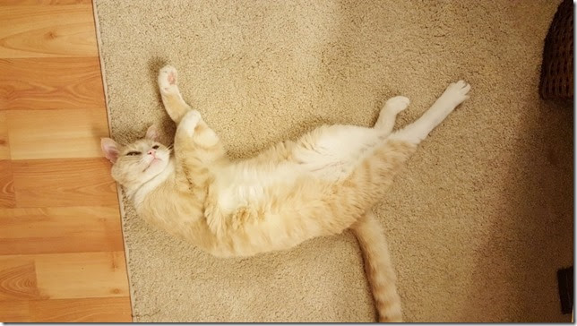 my cat is the best (450x800)