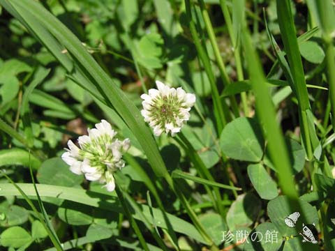 珍獣様の博物誌 赤いシロツメクサ