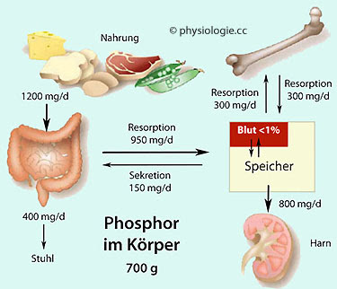 Physiologie Kalzium Phosphat Magnesium