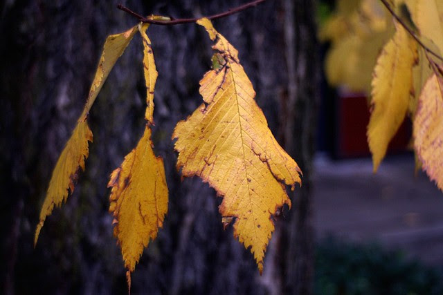 autumn leaves, sw 2nd