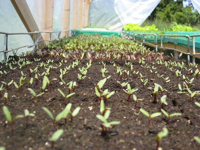 Beets