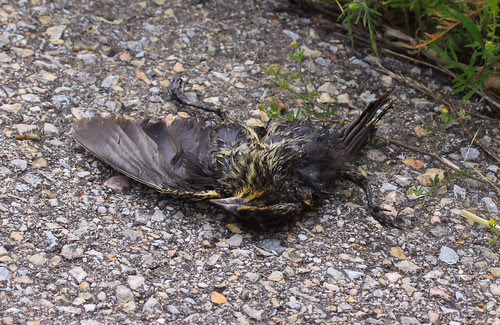 Road-killed Red-winged Blackbird