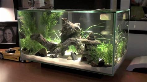 Growth depends on how your aquaria are set up, especially with . Fluval EDGE Fish Tank HD - YouTube