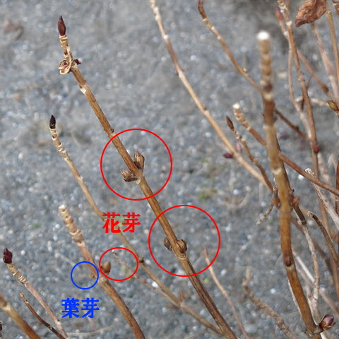アジサイの花を咲かせる剪定方法と時期 庭木の剪定専門サイト