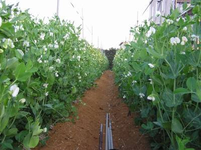 スナップエンドウ初収穫 混んでるツルの間引き方法 野菜と果樹農家の栽培日記 楽天ブログ