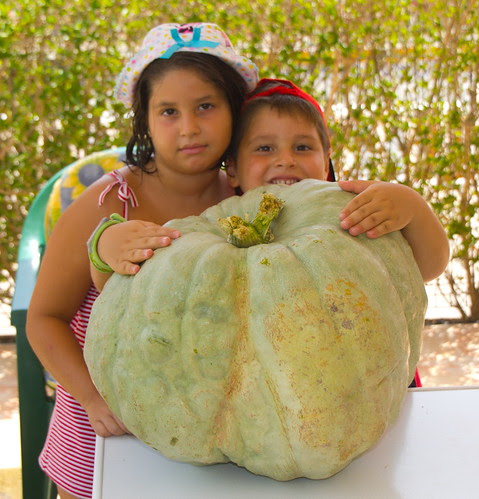 Las calabazas son para el verano