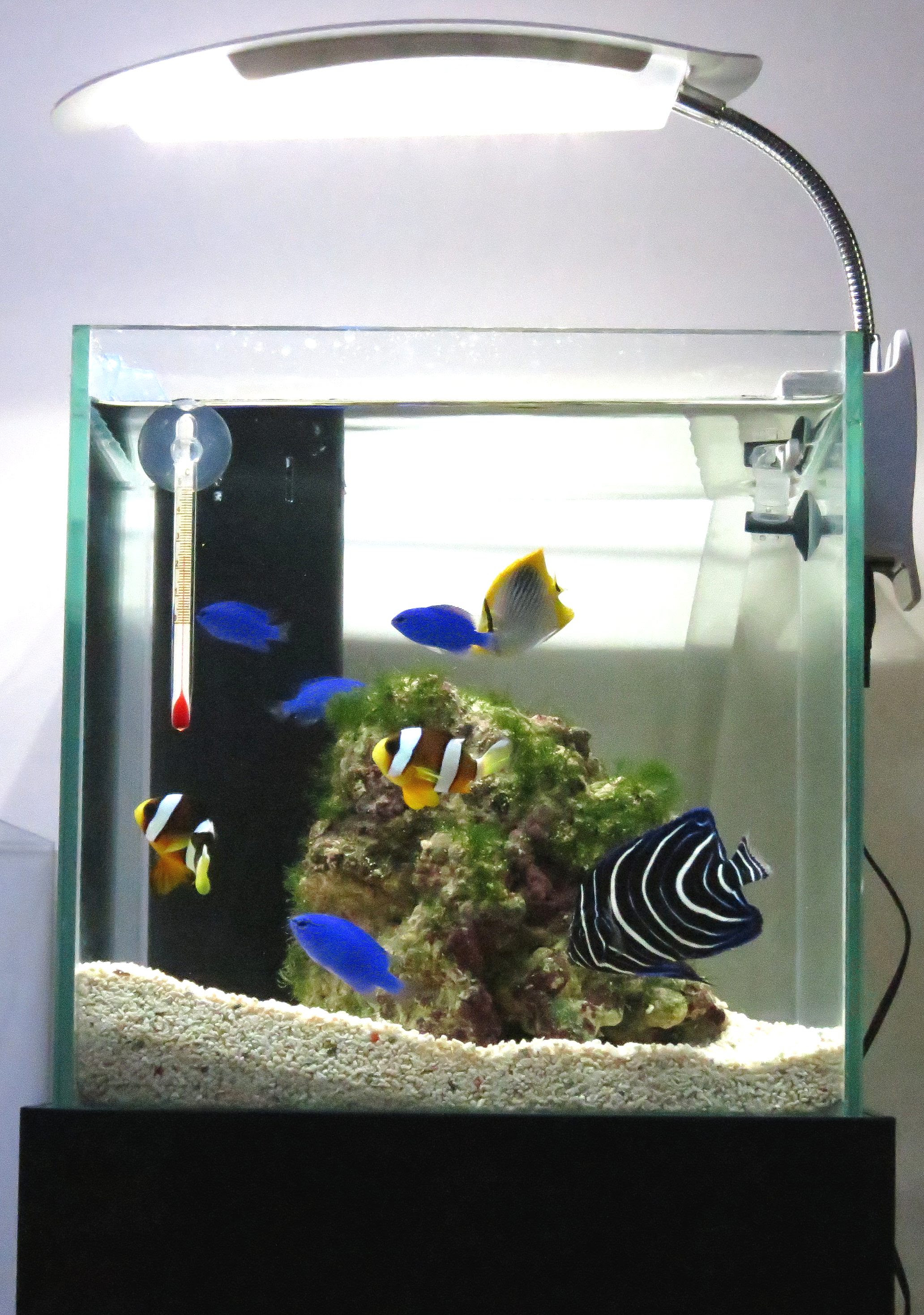小型水槽で海水魚飼育をはじめてみませんか Junのスタッフブログ