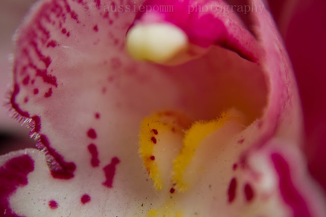 Standard Cymbidium...