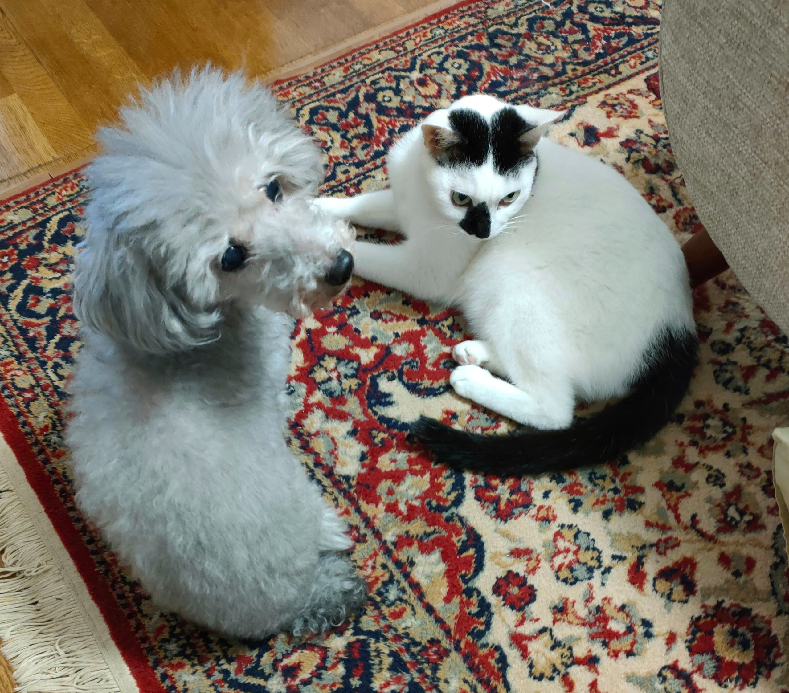 キャン という悲鳴 叩かれた という顔の犬と主張がありそうな猫が見てくるけど どうしたらいいの Netgeek