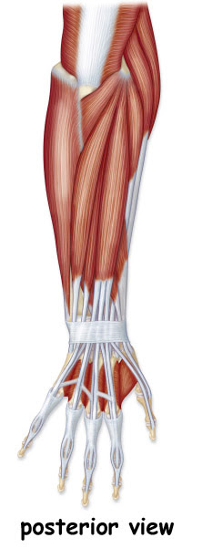 Barbeau Human Anatomy Lecture 205 Supplements Muscular System