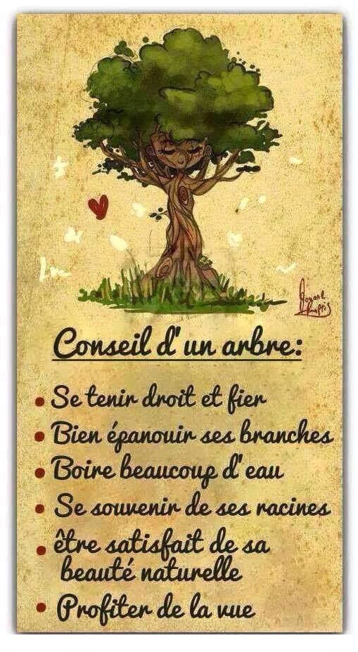 Proverbe En Image Conseil D Un Arbre Se Tenir Droit Et