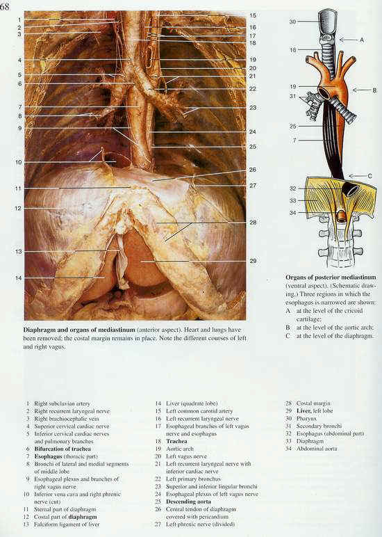 Diaphragmatic Breathing Essential to Yoga Meditation