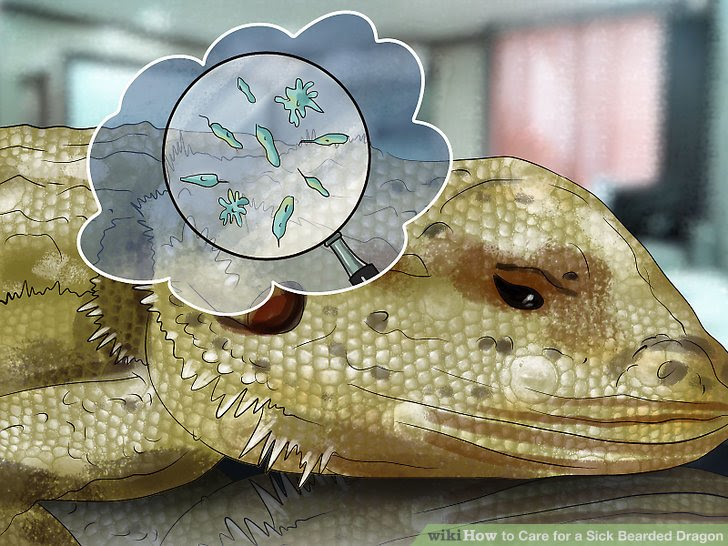 Care for a Sick Bearded Dragon Step 9.jpg