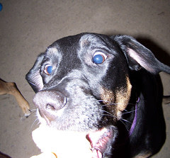Lola_treecookie
