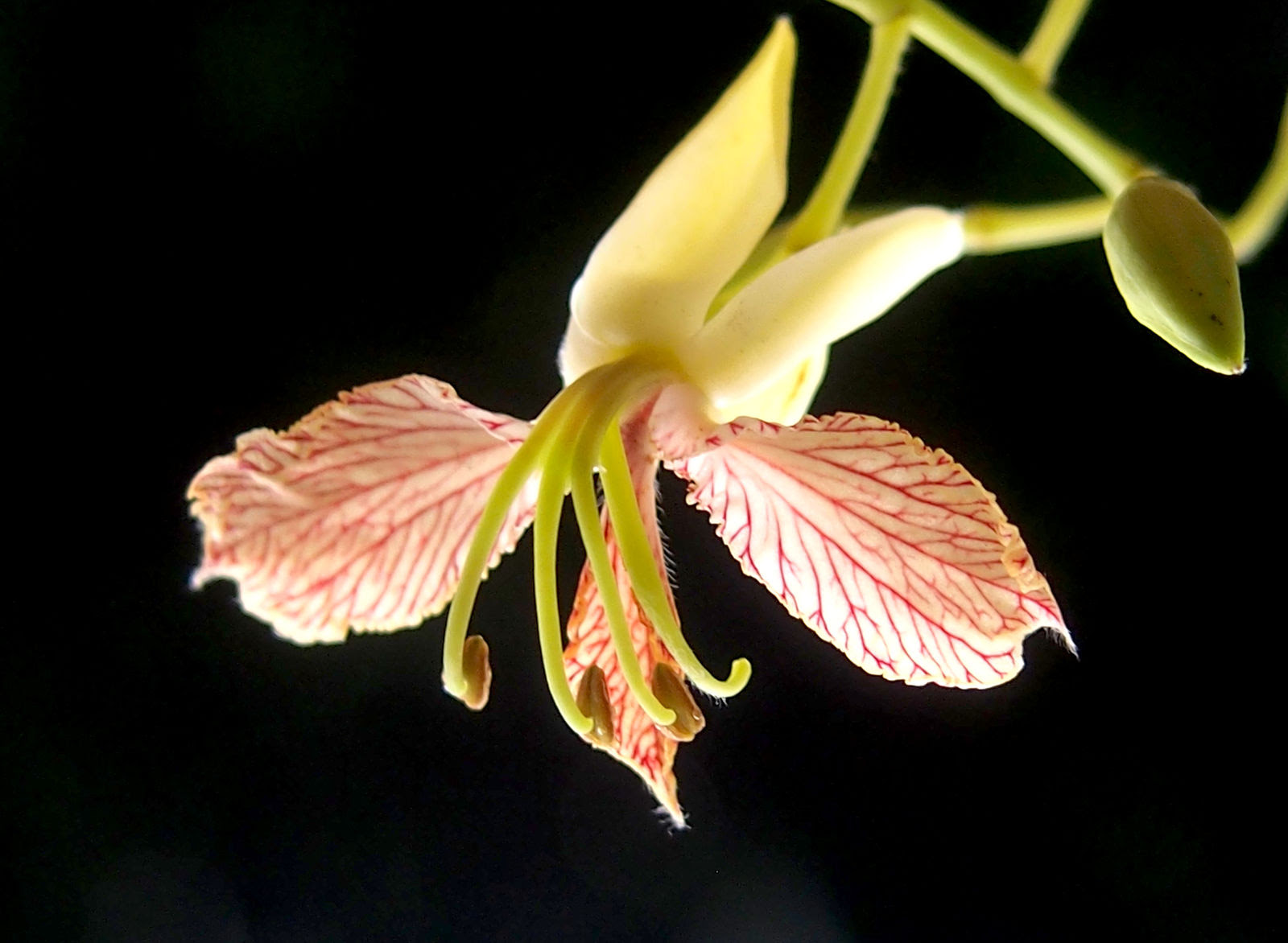Tamarindus Indica L Plants Of The World Online Kew Science