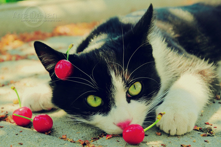 black and white cat with green eyes. Black and white she-cat with