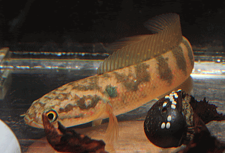 赤いコウタイ入荷 アクアショップフィン 店長ブログ