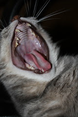 Cat Yawn