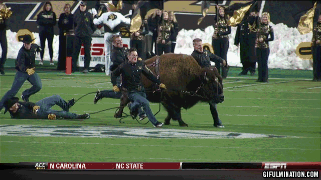 Best live mascot : CFB